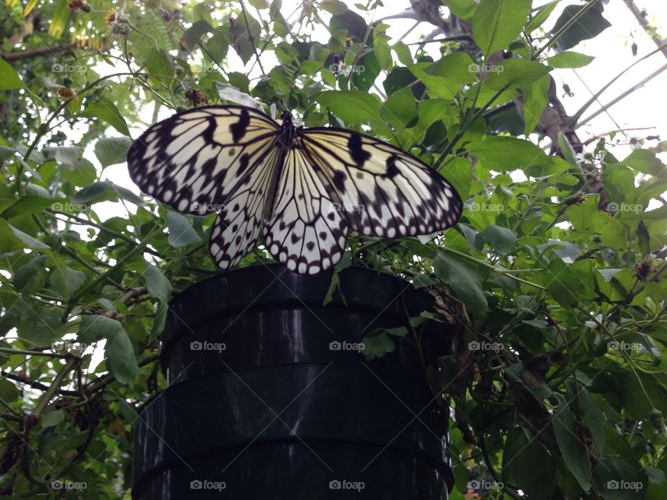 Paper Kite Butterfly