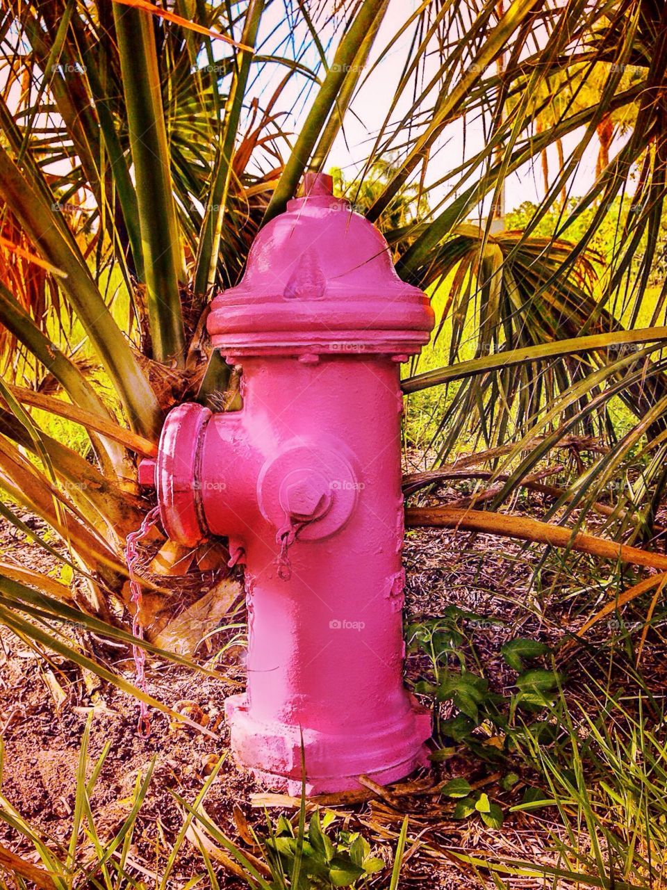 Hot pink hydrant 