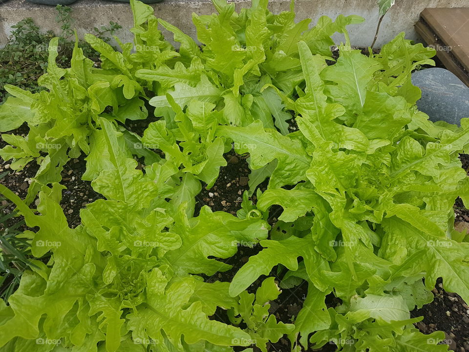 Garden Lettuce