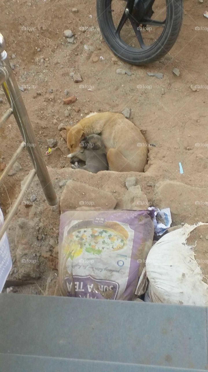 stray puppy sleeping with doggy mom