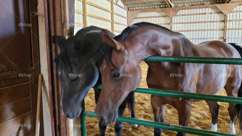 headshot of two horses