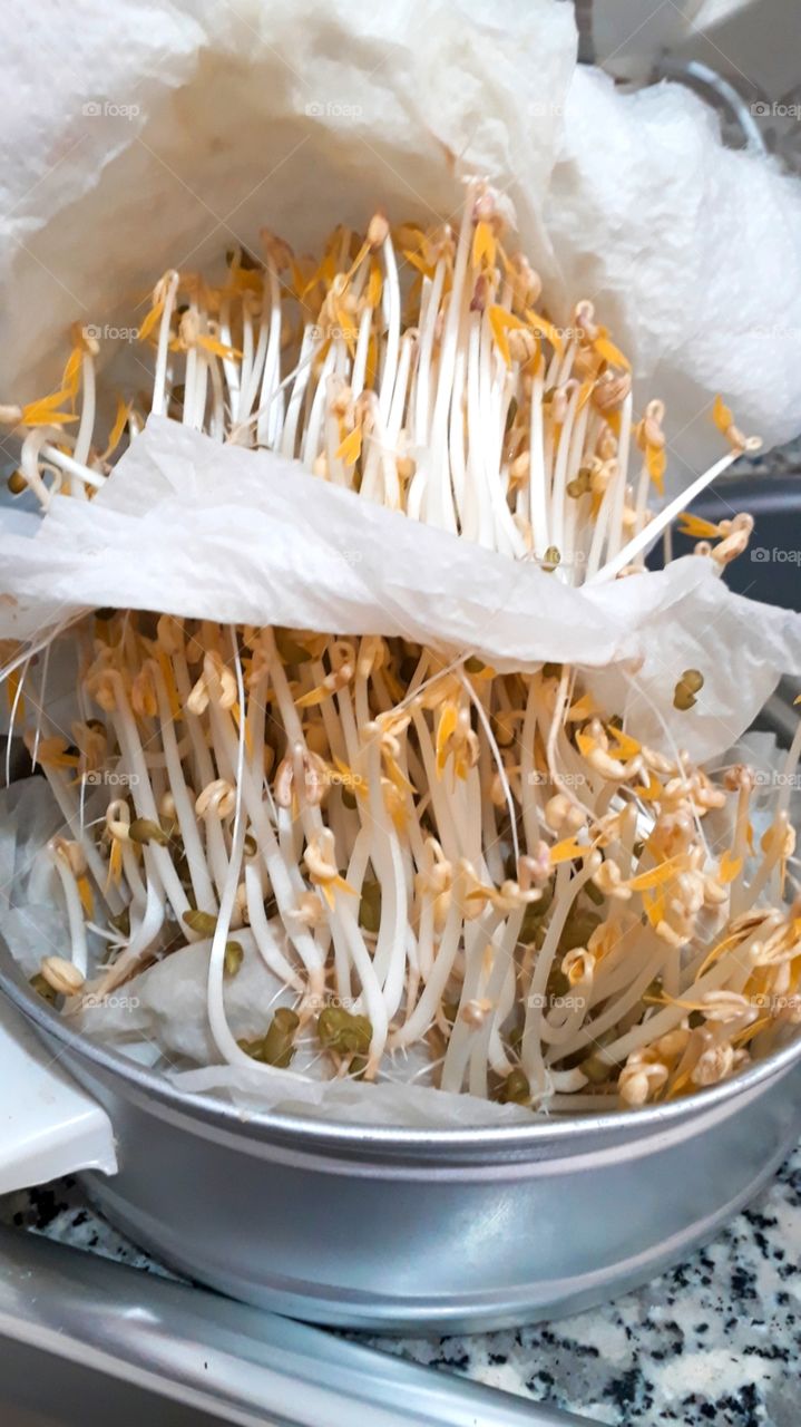 Cultivate green beans into bean sprouts.