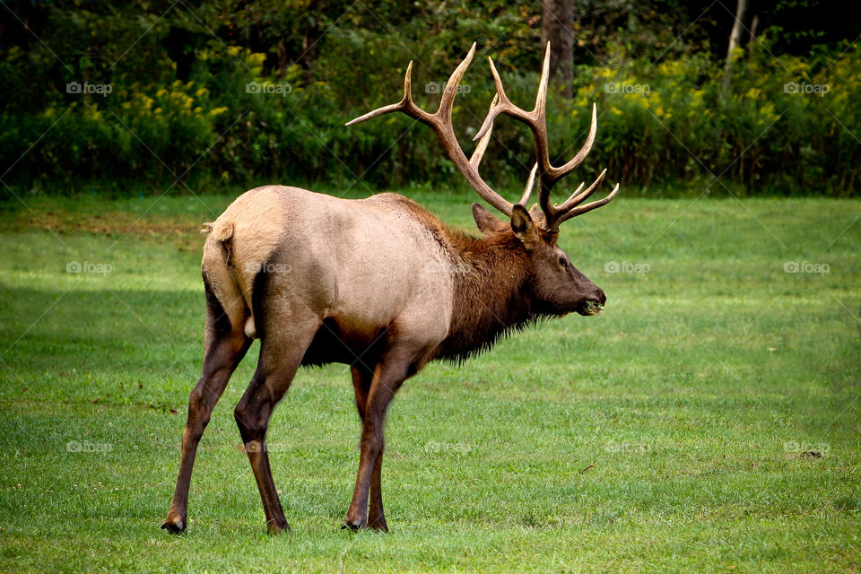 king of the mountain