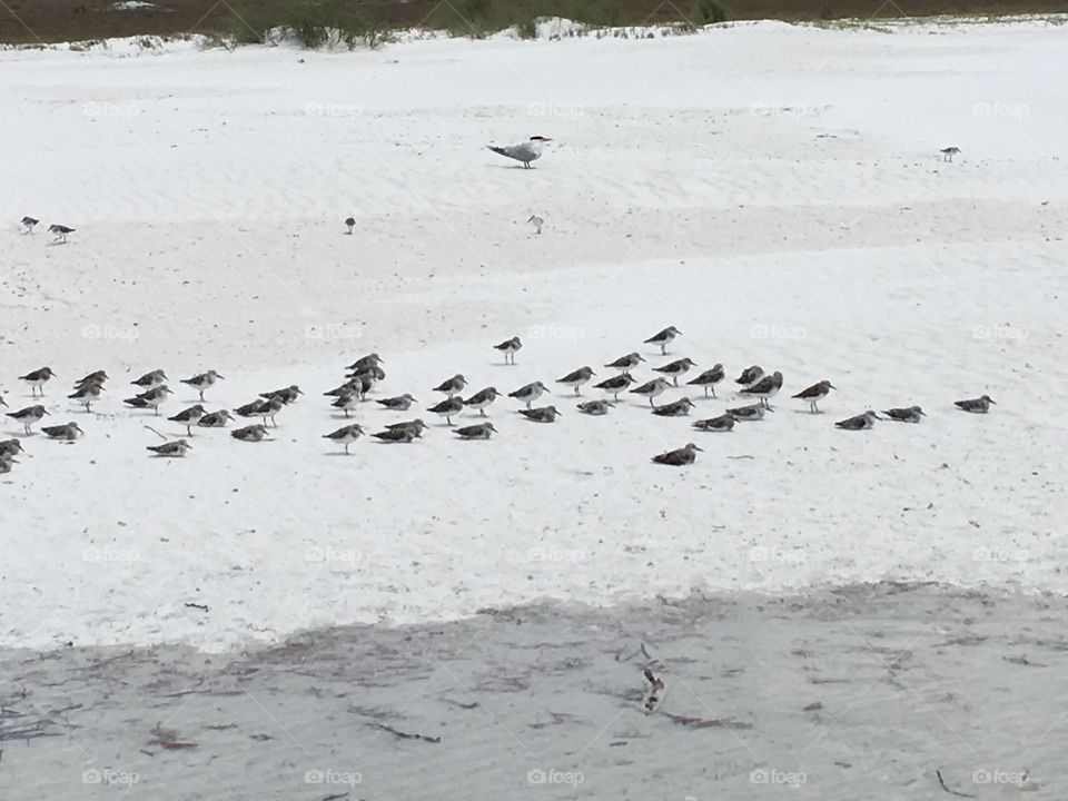 Birds at the beach 
