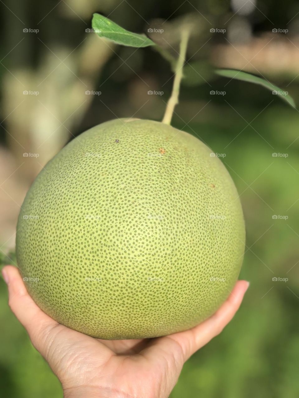 Fresh Pomelo 