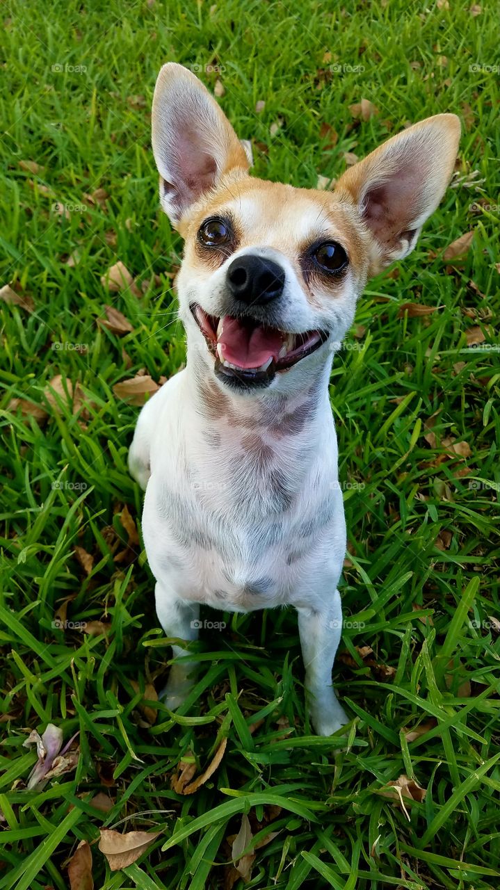 Zee Rat Terrier Happy