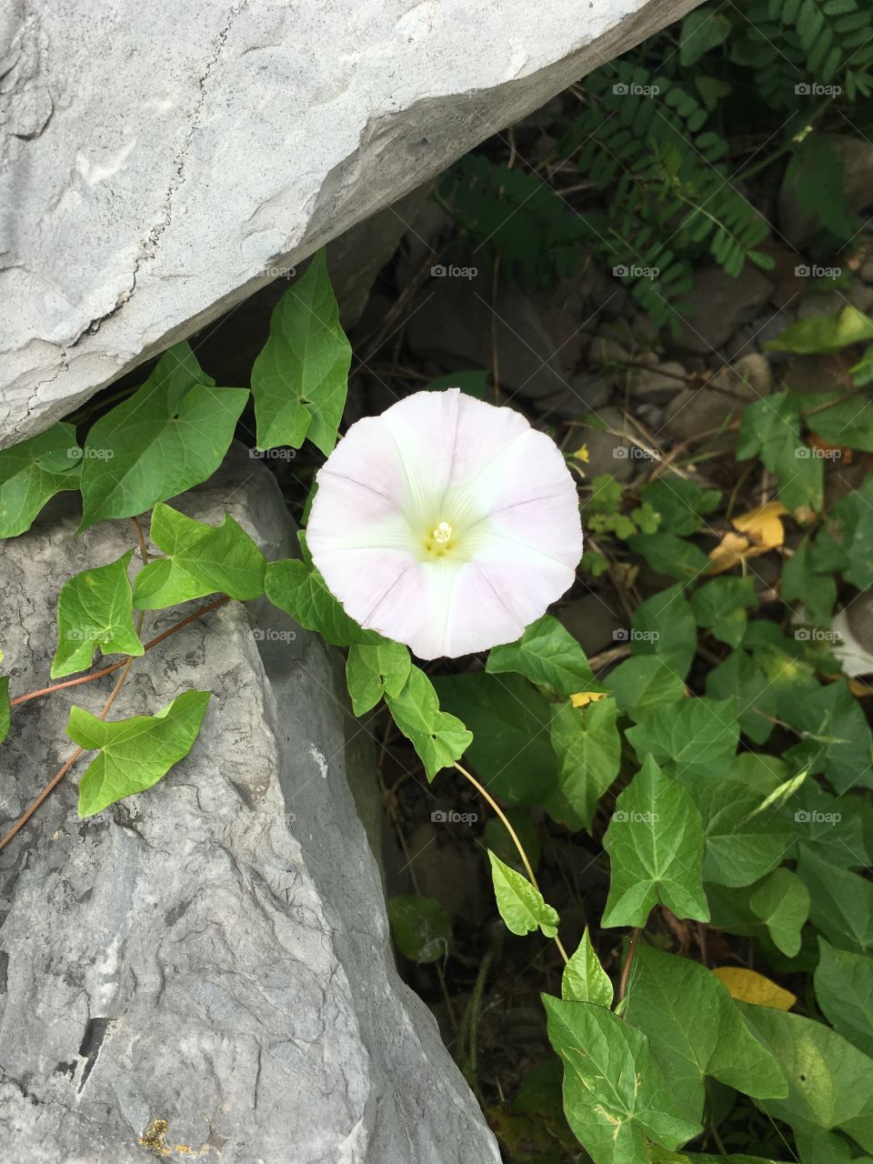 Rock flower