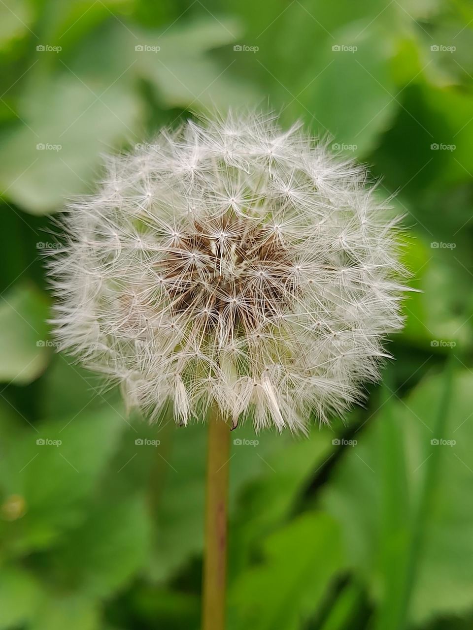 Dandelion, Taraxacum officinale ; Blooming dandelions are a sure sign of spring.