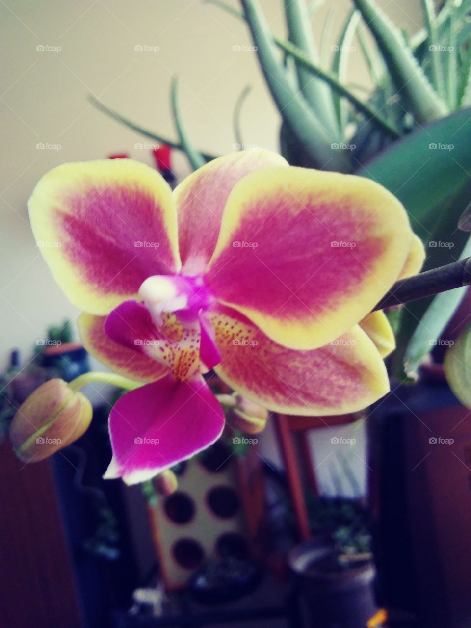 orchids purple/yellow bloom