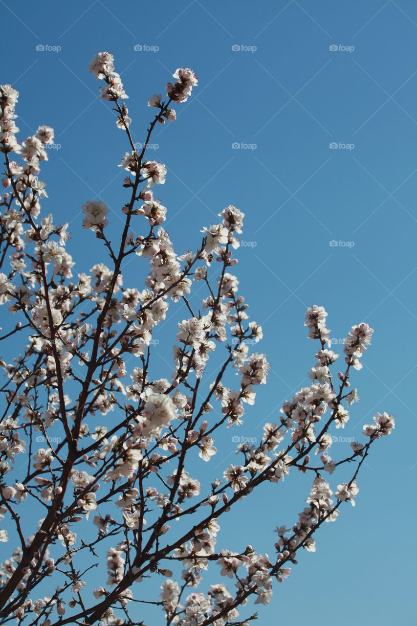 Low angle view of tree branch