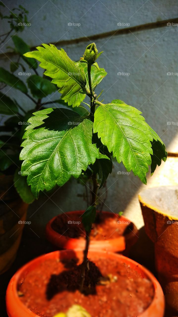 Beautiful Green Leaves with Pod