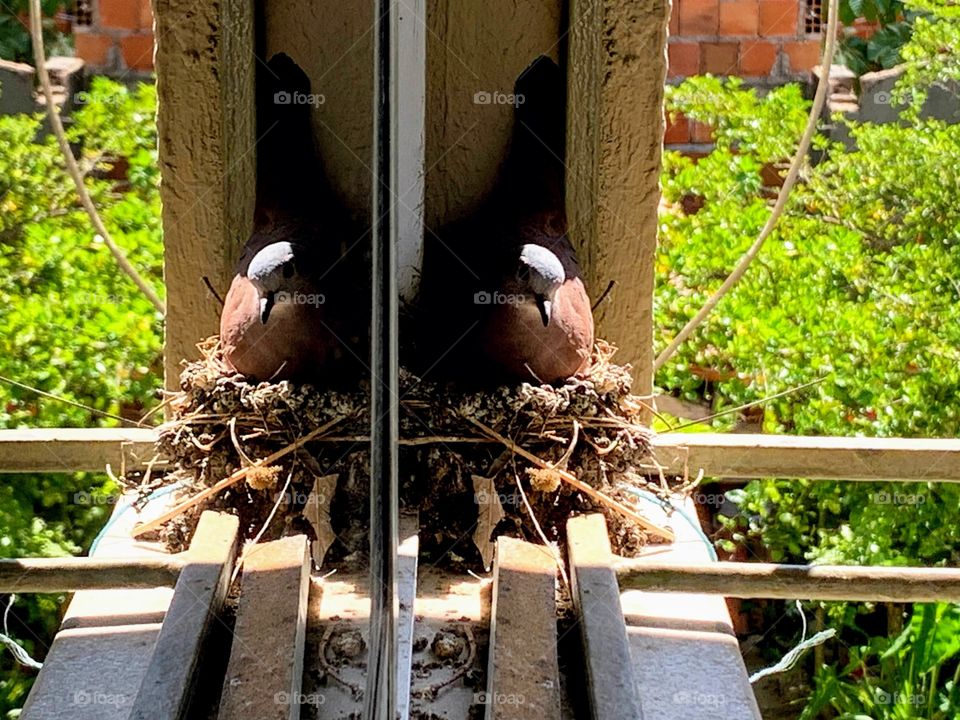 bird's nest in the window