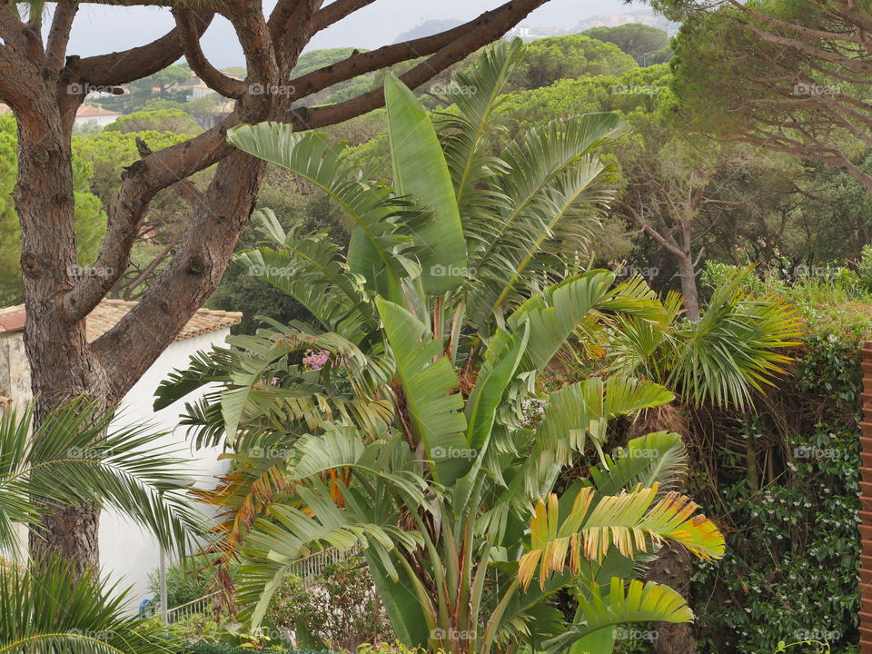 palmera frondosa