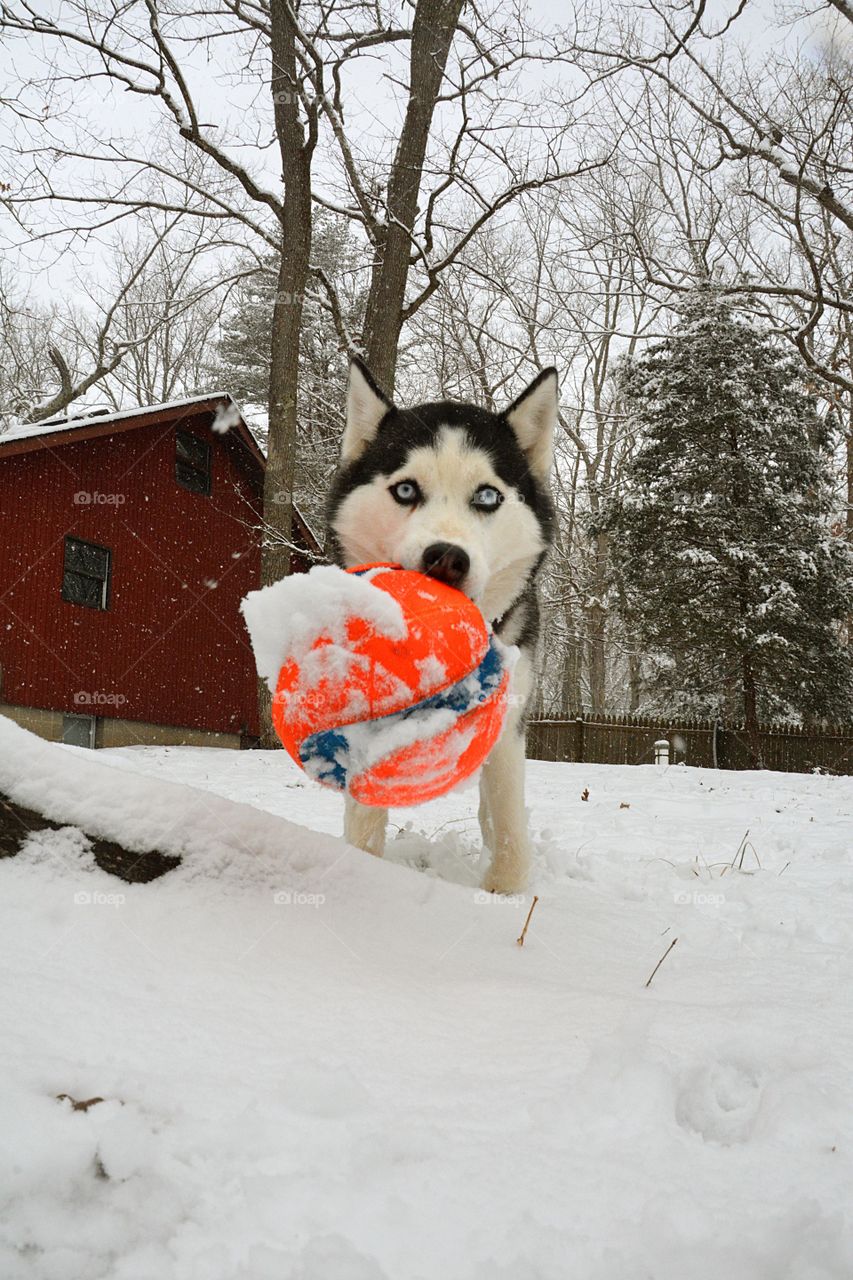 A young Siberian husky is seen in the snow playing with a bright orange ball