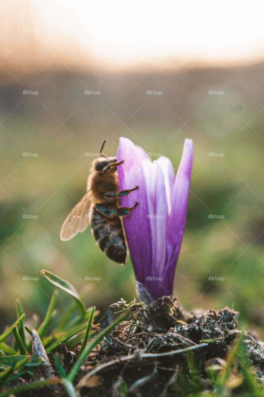 bee pollinating a crocus flower