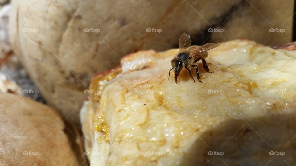 Honeybee Drinking Water