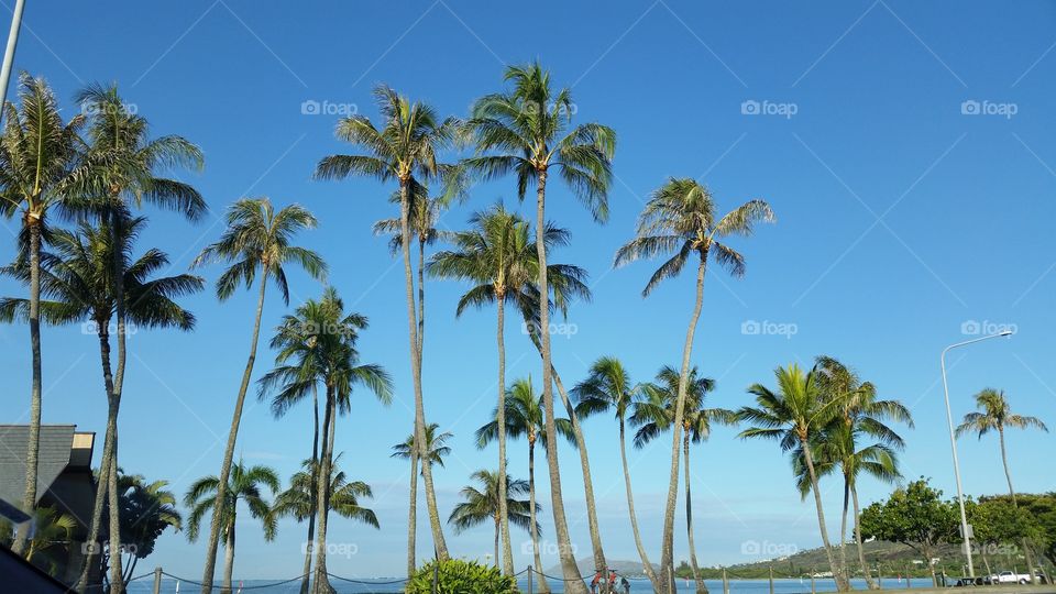 Palm, Beach, Tropical, Tree, Seashore