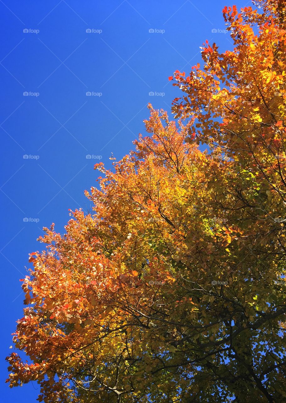 céu azul e árvores laranjas de outono