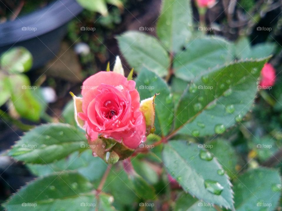 Rose  flower.