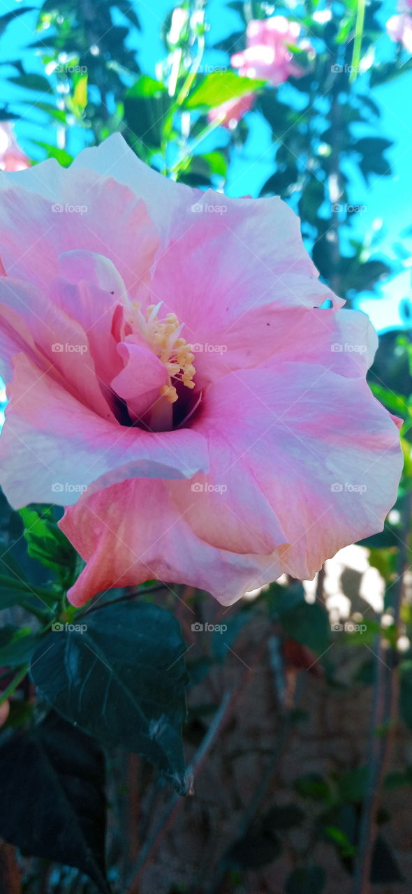 beleza e simplicidade