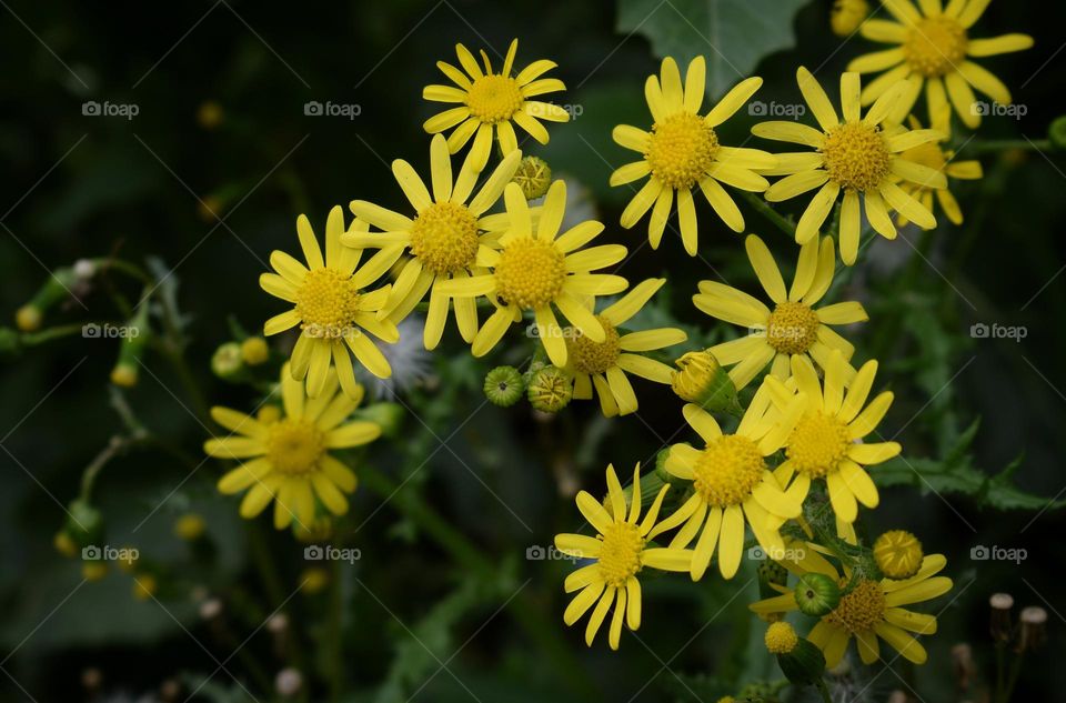 Marsh ragwort