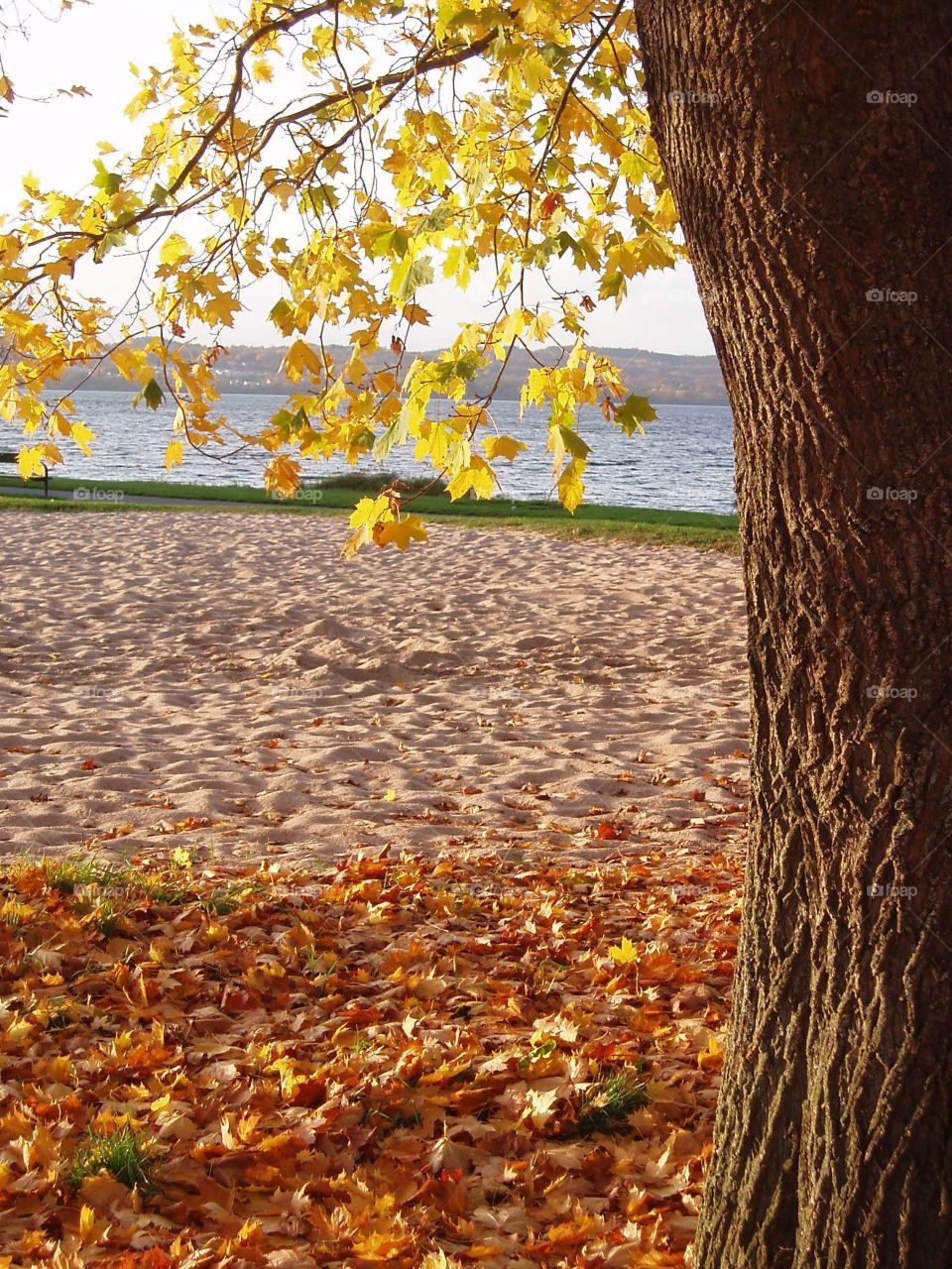 Autumn leaves. Yellow autumn leaves