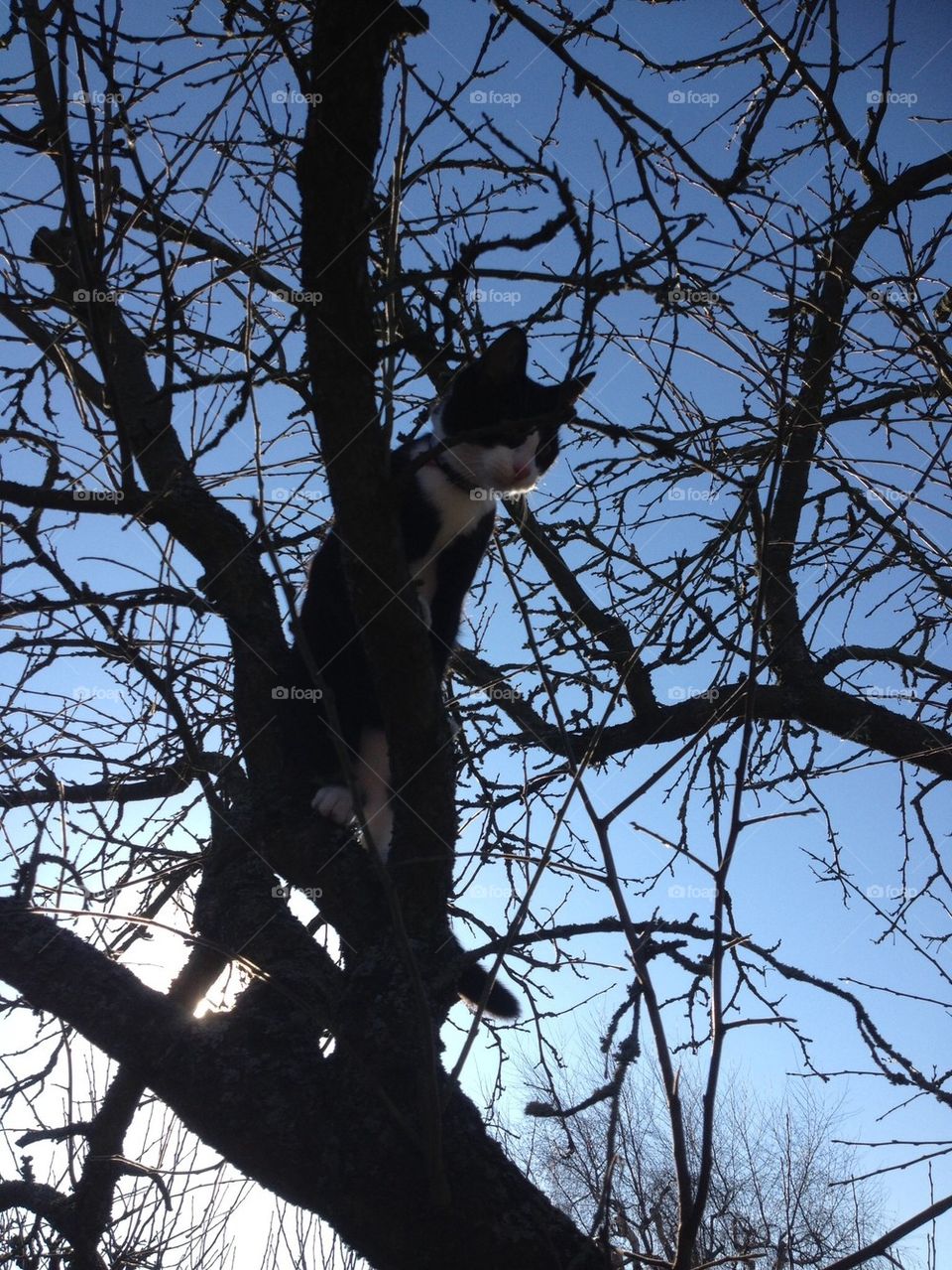 Katt i träd