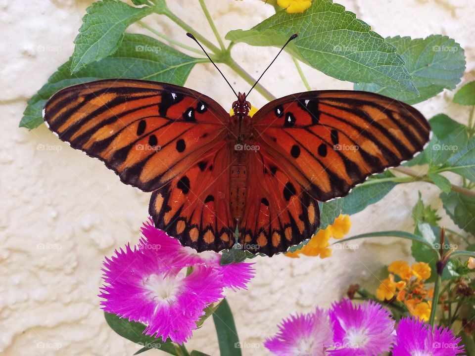 Gulf fritillary butterfly