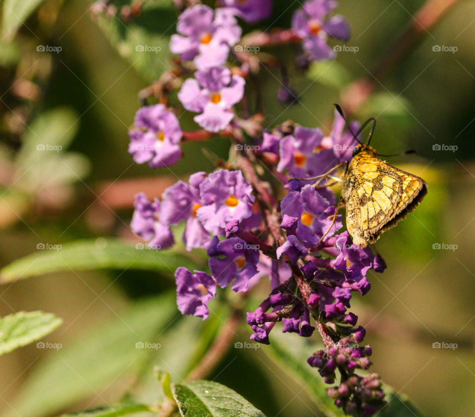 butterfly on purple flowers