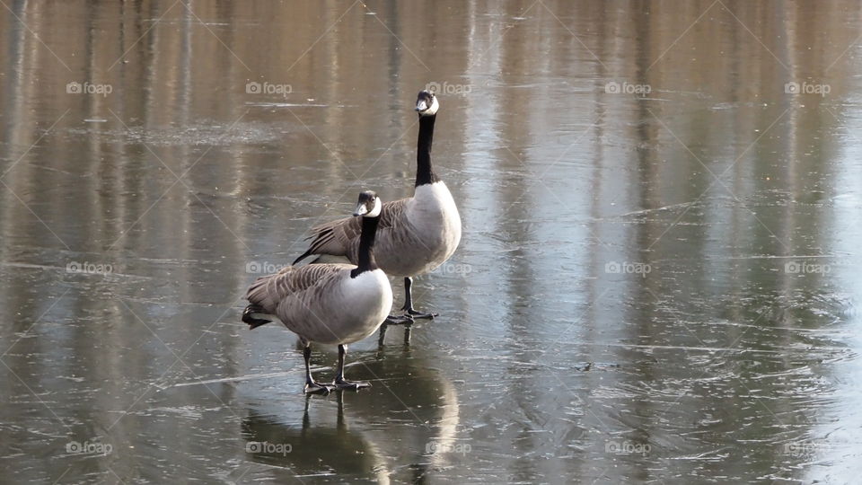 Bird, Goose, Water, Duck, Winter