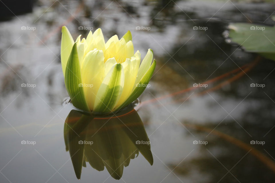 Lotus Flower