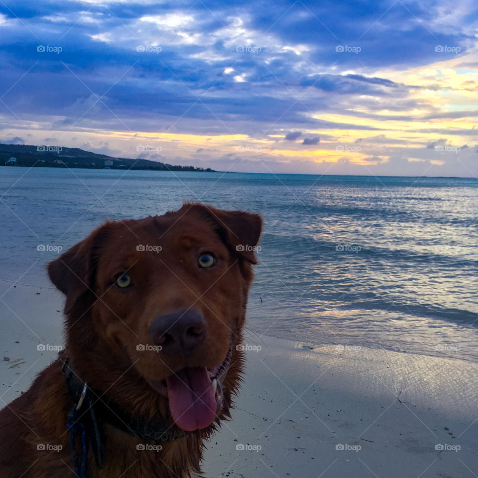 Beach dog 2