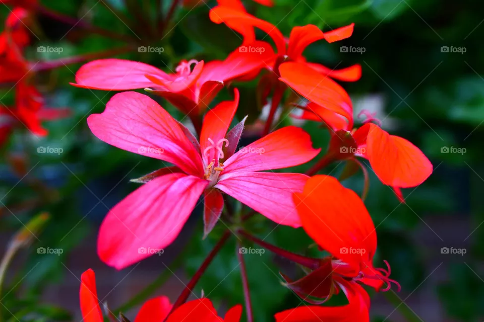 beautiful Flower