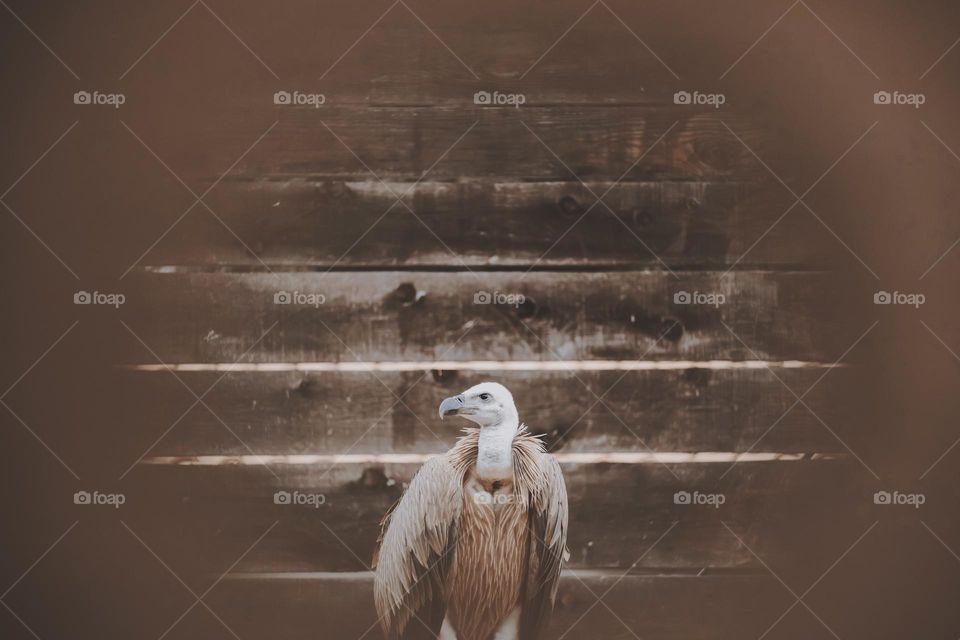 Griffon vulture in a rescue center.