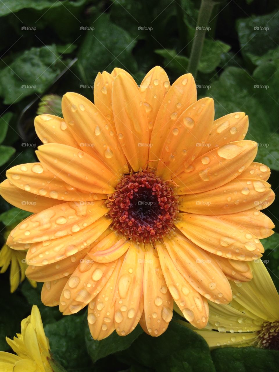 Dew drop on gerbera daisy