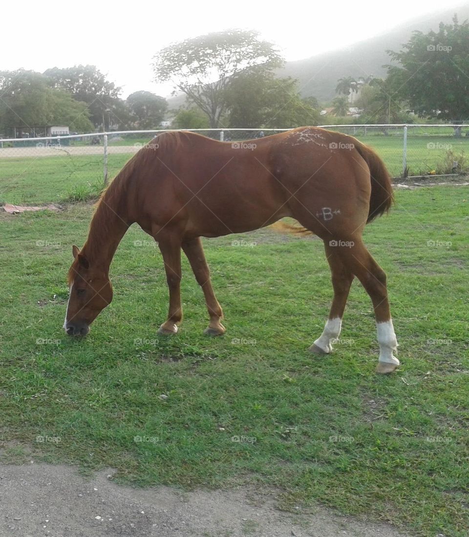 beautiful horse enjoying the meadow and nature.