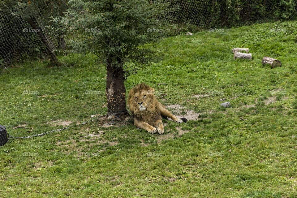 Lion resting under a tree