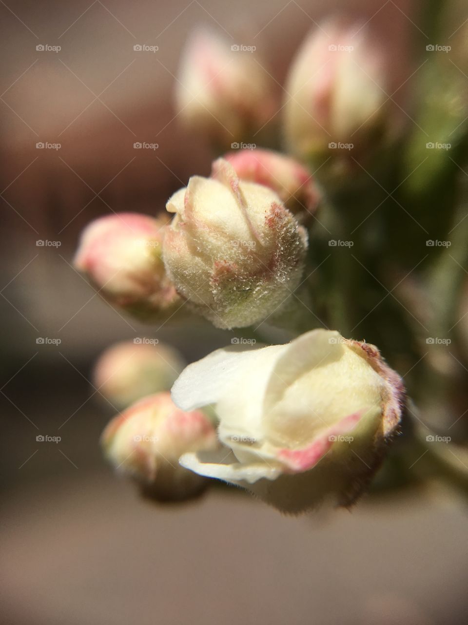 Spring buds