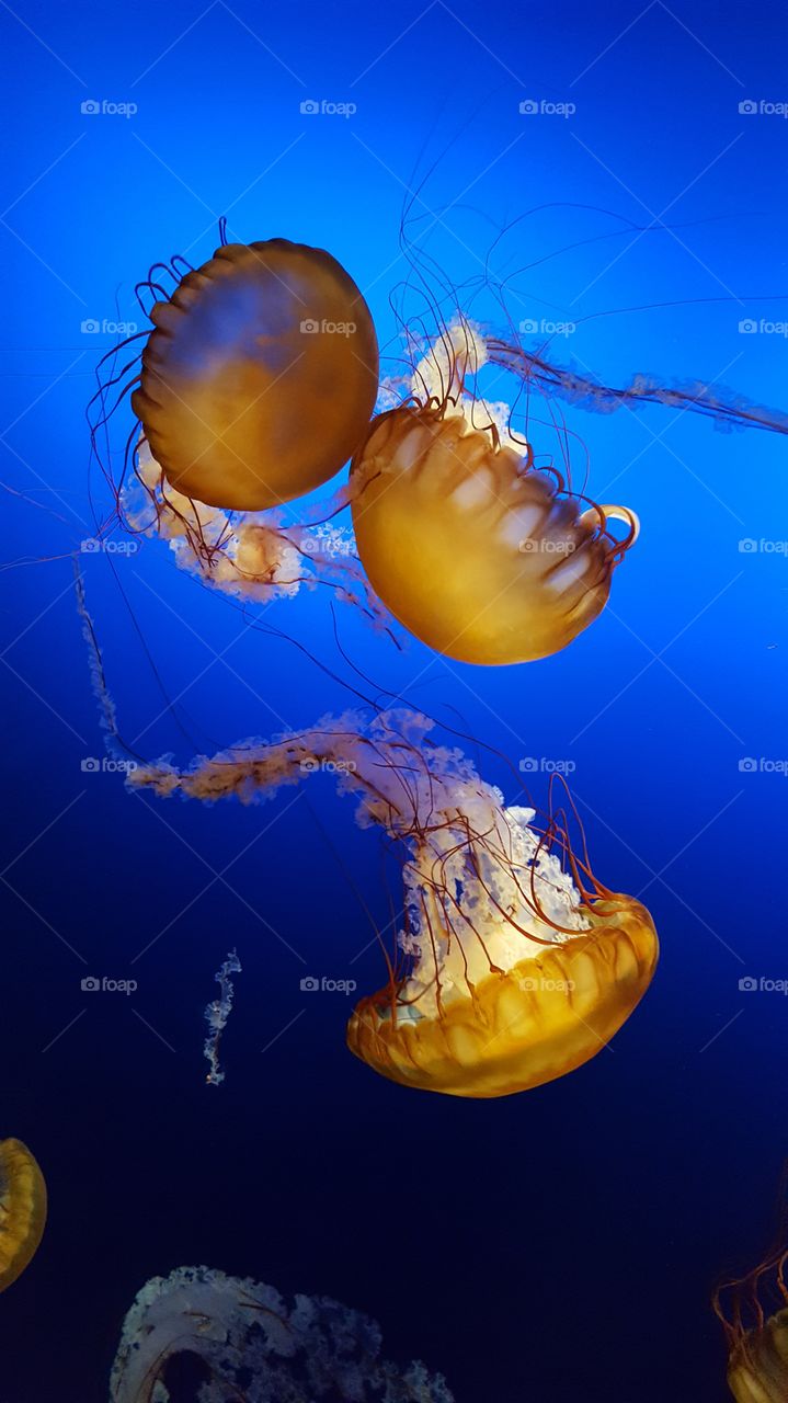 Underwater, Jellyfish, Ocean, Sea, Invertebrate