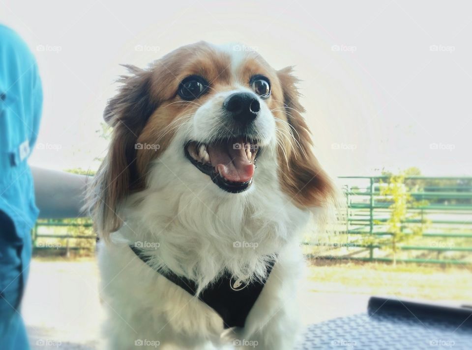 A Papillion dog smiles sitting on the bed of a truck outside in spring