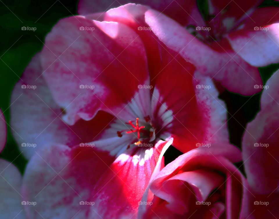 High angle view of hibiscus flowers