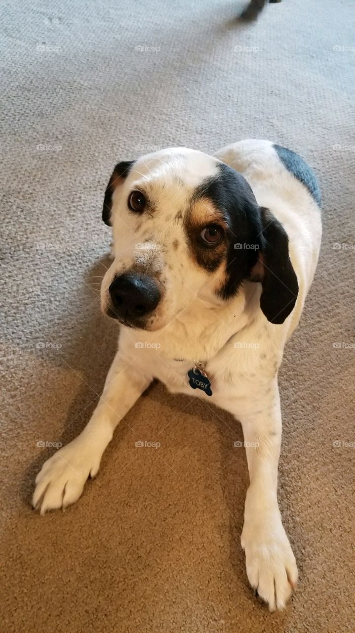 Toby is just a hound dog - sleeping all the time