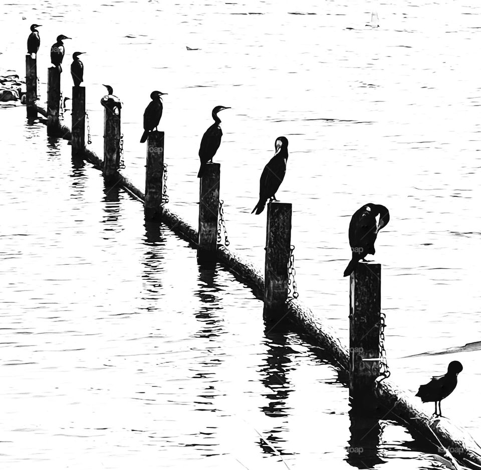 Every kormoran takes his own spot at the lake.