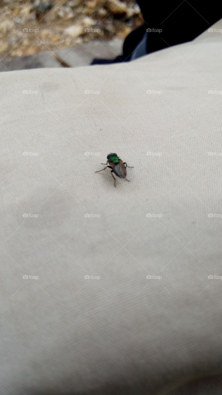 multicoloured bushfly, and housefly beautiful
