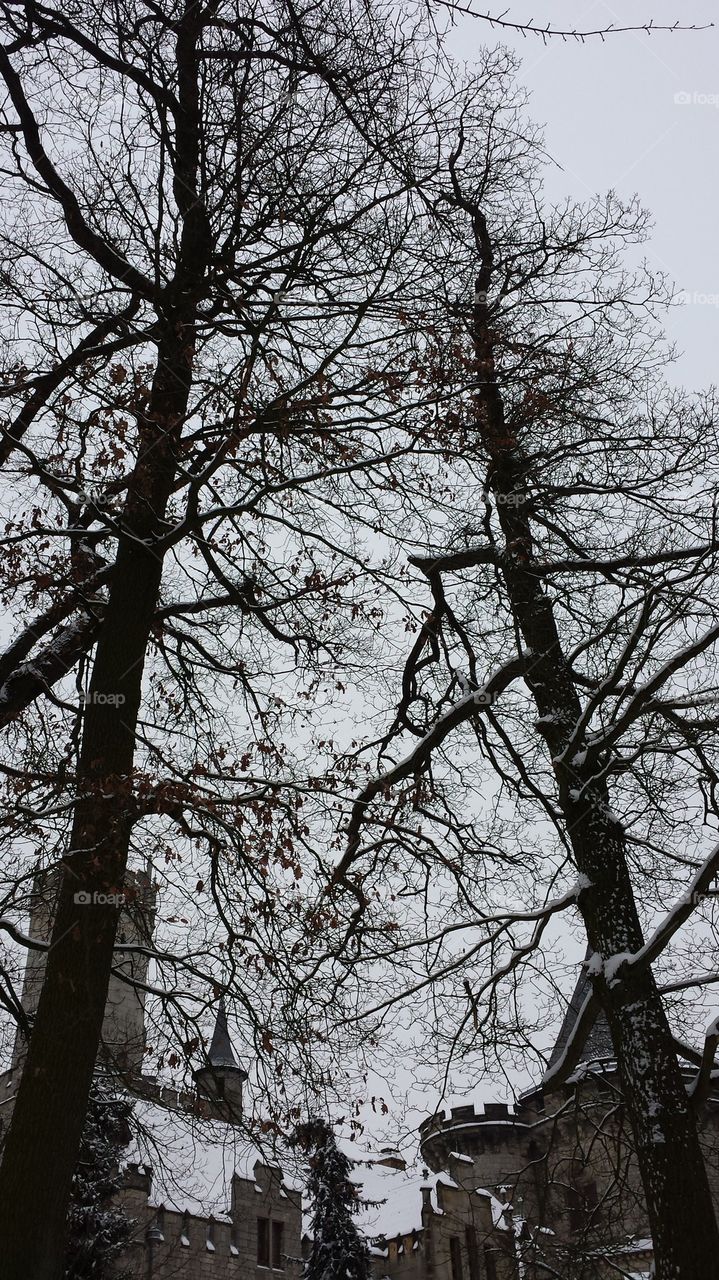 trees in winter
