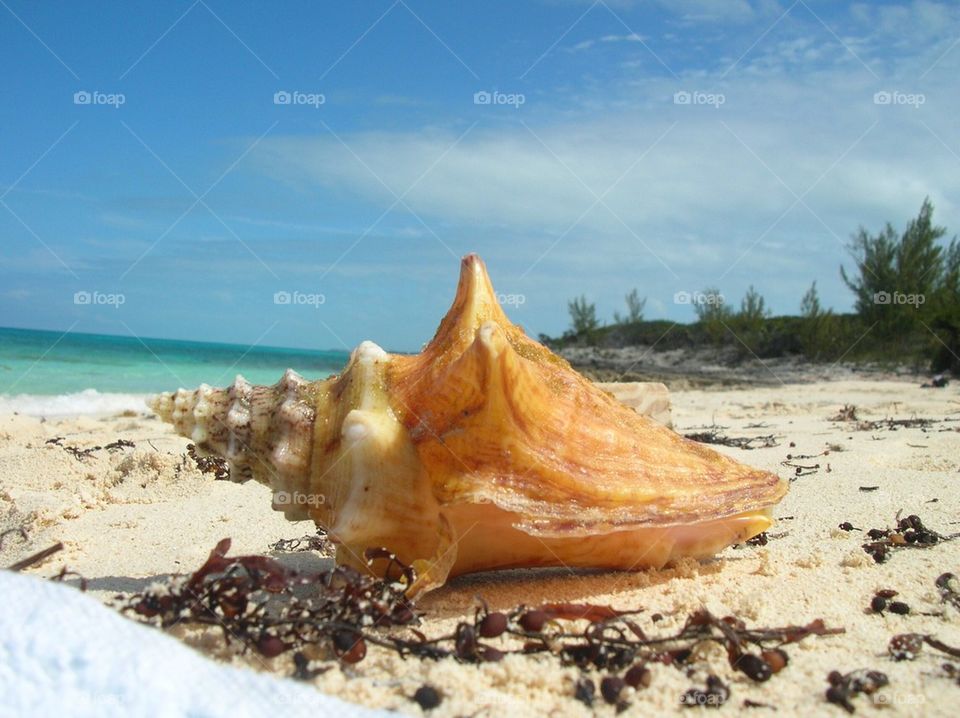 A shell on the beach