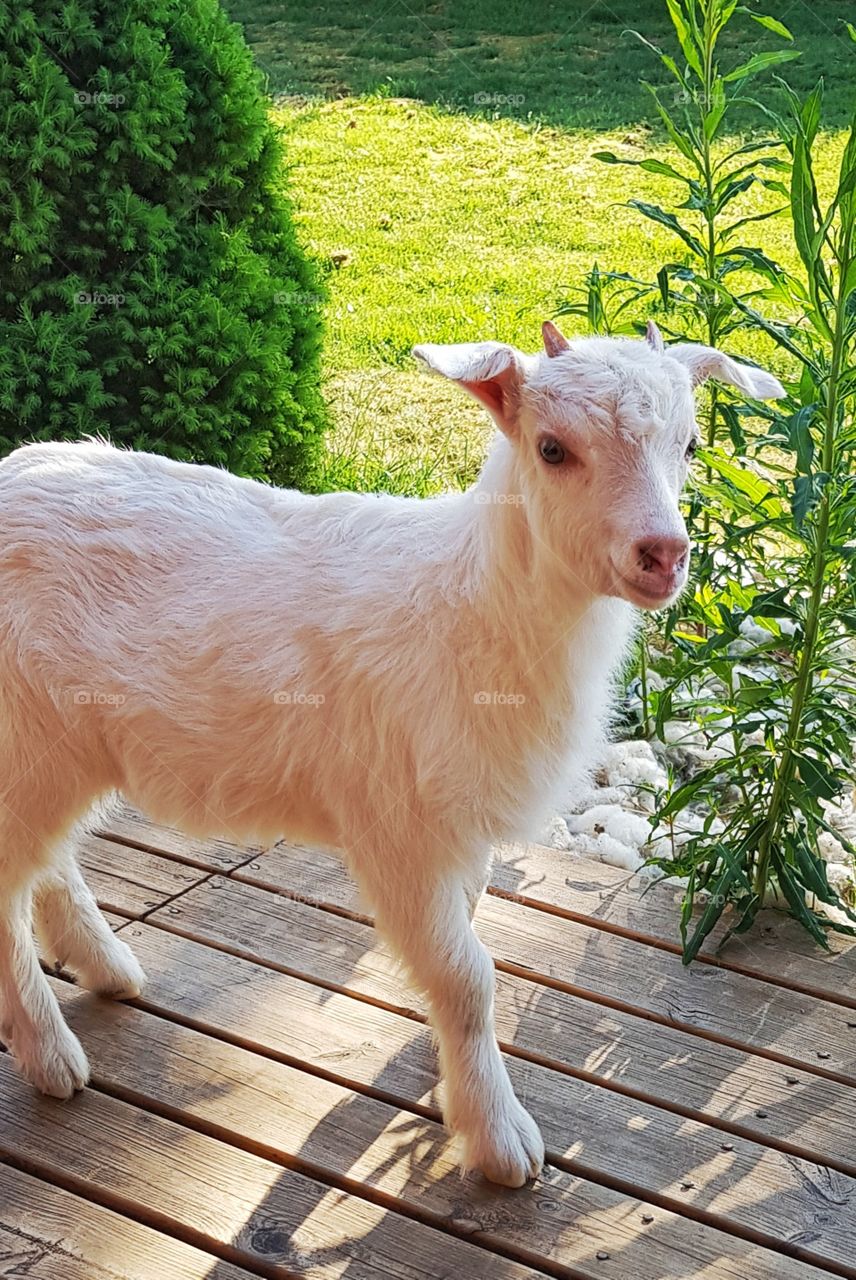 Baby goat