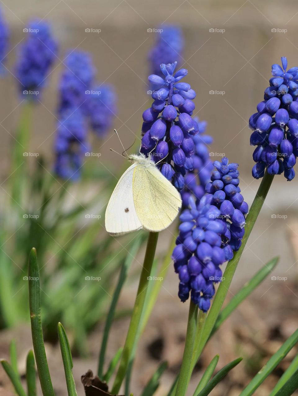 Butterfly searching for nectar on grape hyacinths