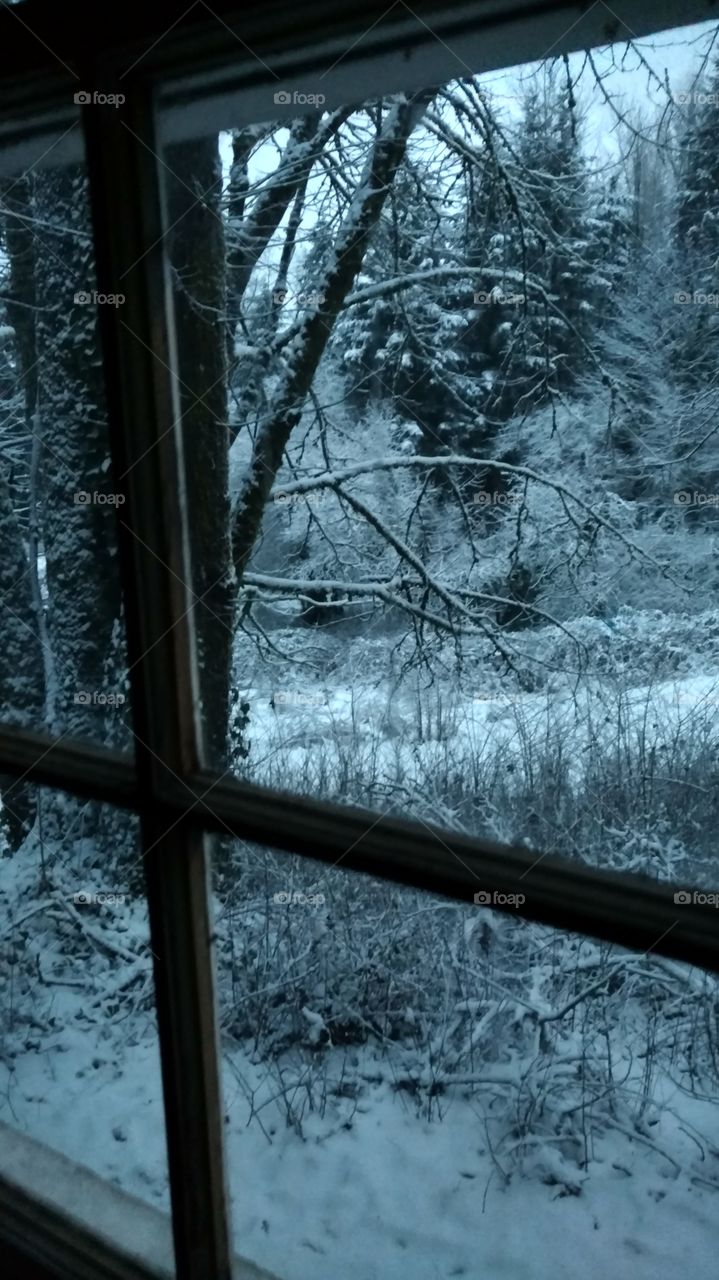 Wood, Tree, Snow, Winter, Frost
