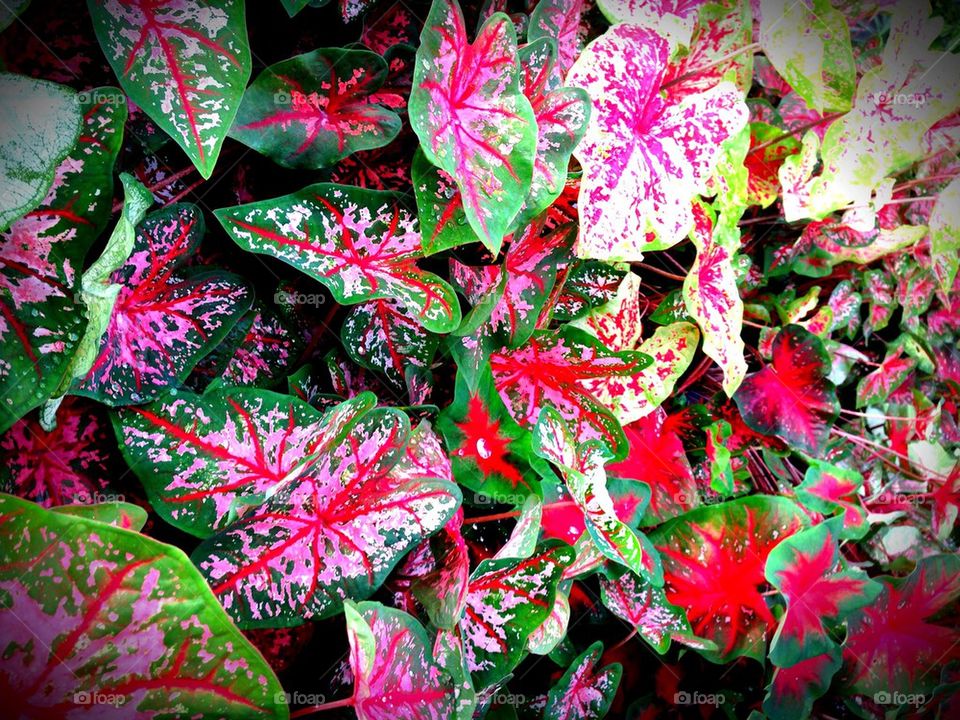 Caladiums in mass